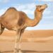 Where Do Camels Store Water